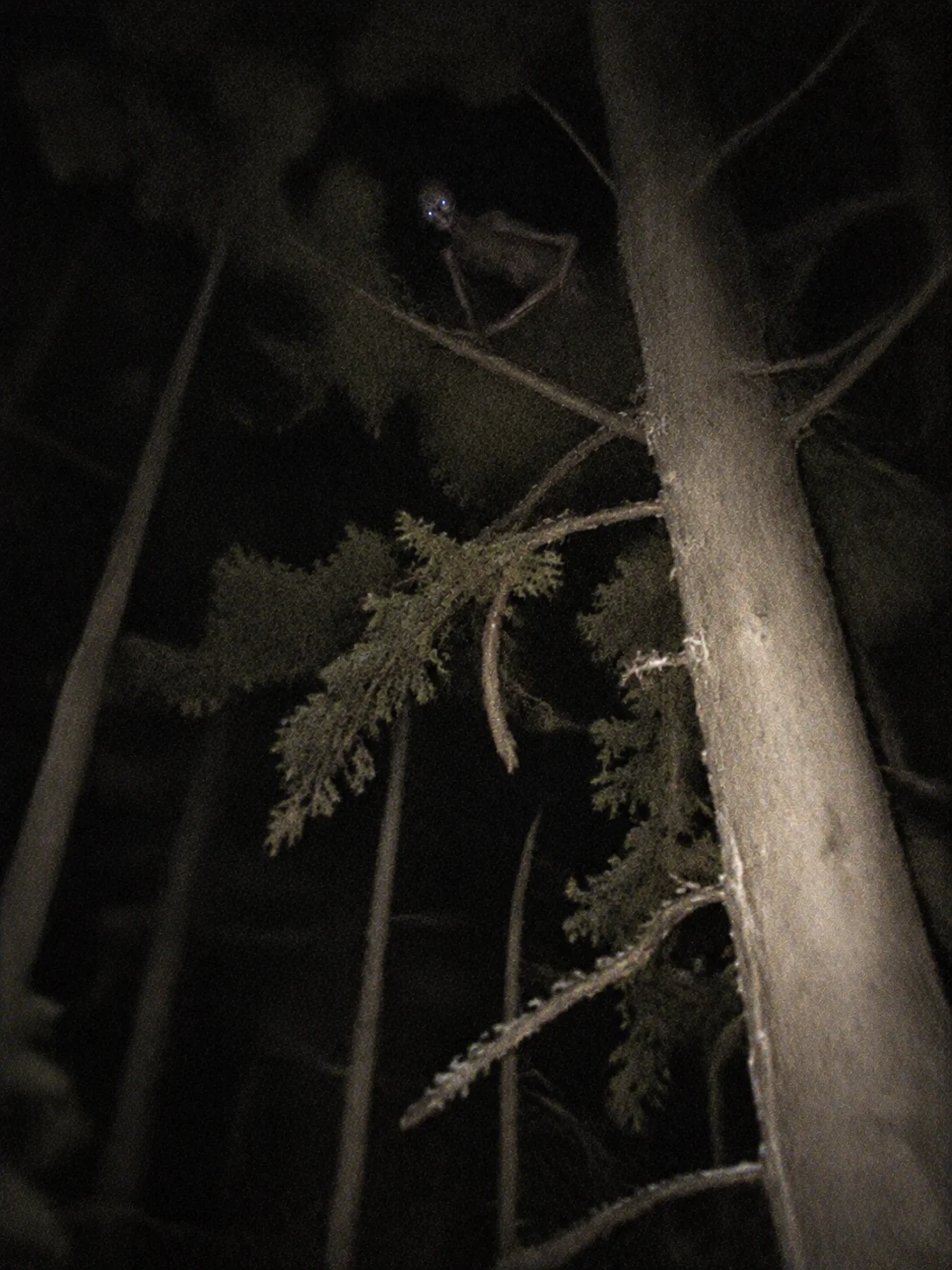 Illustration of a pale figure crouched high in the branches of a dark forest canopy