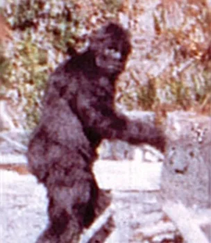 A dark, hairy Bigfoot-like figure walking past trees