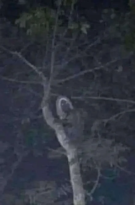 Depiction of the Slothman in a forest canopy